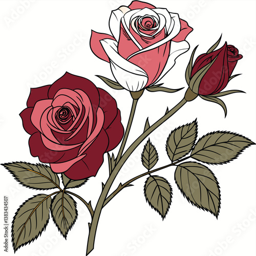 red rose on white background