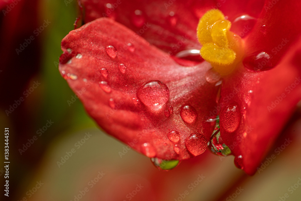 Vista ultra macro di un fiore rosso bagnato da gocce d'acqua