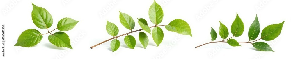 Three isolated branches with different leaf shapes and sizes on white background, leaf varieties, foliage, branches Three isolated branches with different leaf shapes and sizes on white background, leaf varieties, foliage, branches