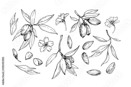 Almond set of vector illustrations hand drawn with ink. Black and white nuts, flowers, branches and leaves. Objects for food and drink label design