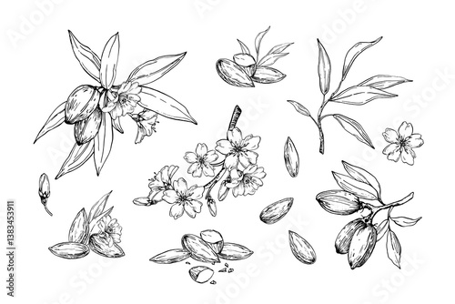 Almond set of vector illustrations hand drawn with ink. Black and white nuts, flowers, branches and leaves. Objects for food and drink label design