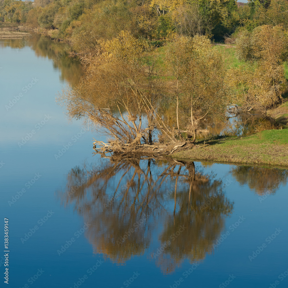 Obraz premium Spiegelung von Weiden im Wasser des Flusses Elbe am Elberadweg bei Magdeburg 