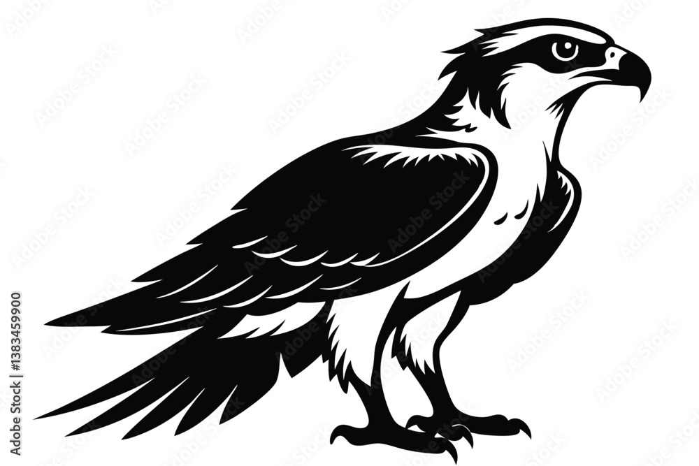 Fototapeta premium Standing Osprey Bird Silhouette with Sharp Beak, Detailed Plumage, 