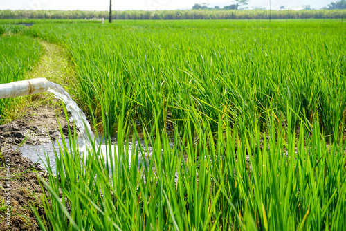 Irrigation of rice fields using pump wells with the technique of pumping water from the ground to flow into the rice fields. The pumping station where water is pumped from a irrigation canal system.	