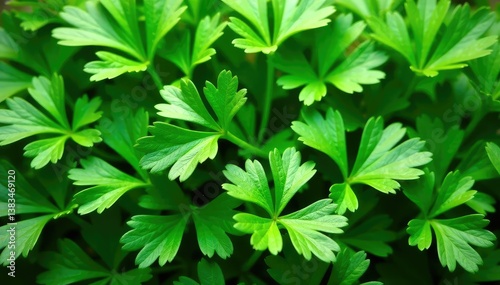 Fresh parsley leaves arranged in a decorative pattern , texture, decoration, abstract