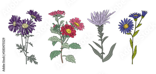 Aster September Birth month flower colorful vector illustrations set isolated on white background. Floral Modern minimalist design for logo, tattoo, wall art, poster, packaging, stickers, prints