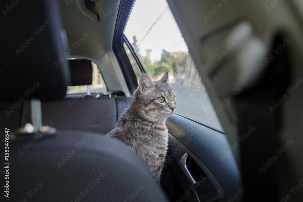 Beautiful cat in the car