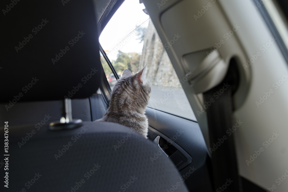 Beautiful cat in the car