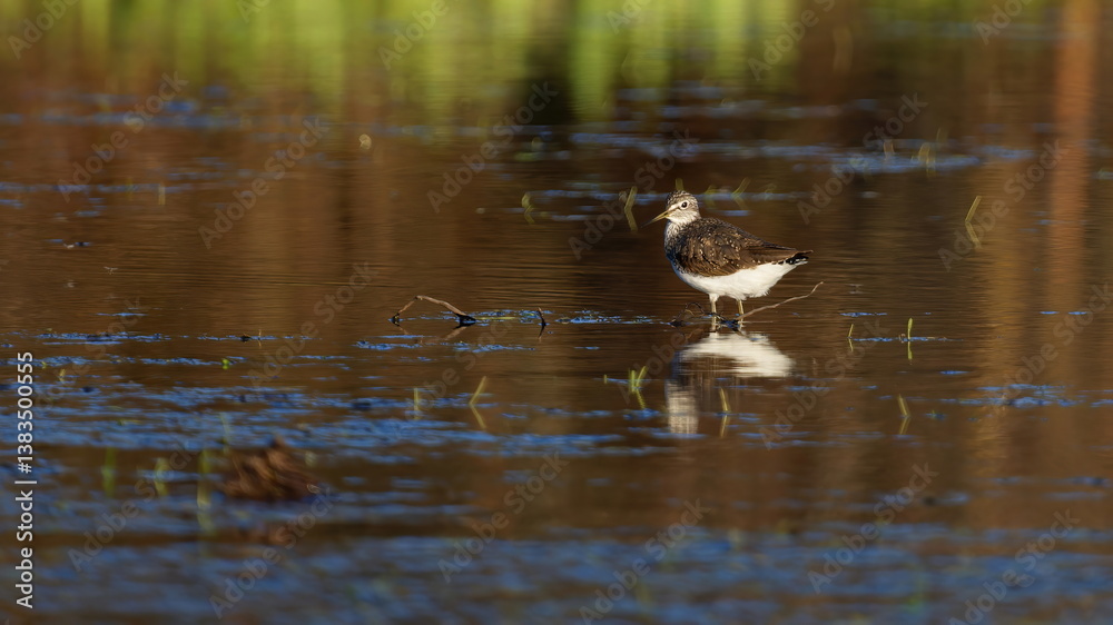 sandpiper bird standing in water in spring. sandpiper bird standing in water in spring.