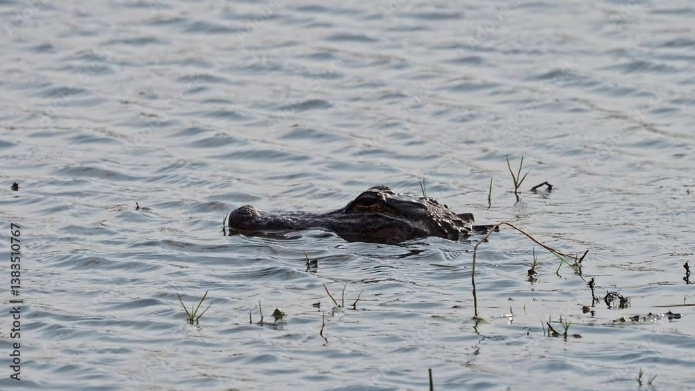 American alligator in the wild of the McFaddin National Wildlife Refuge in southeast Texas. American alligator in the wild of the McFaddin National Wildlife Refuge in southeast Texas.