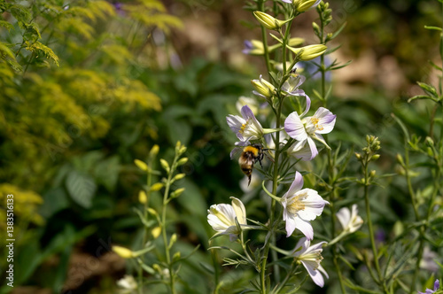 bee pollinating flowers