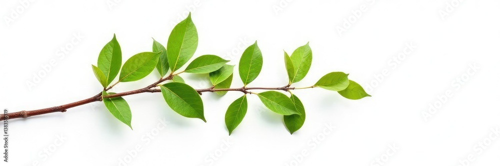 Fototapeta premium Single isolated tree branch on a white background, white background, isolation