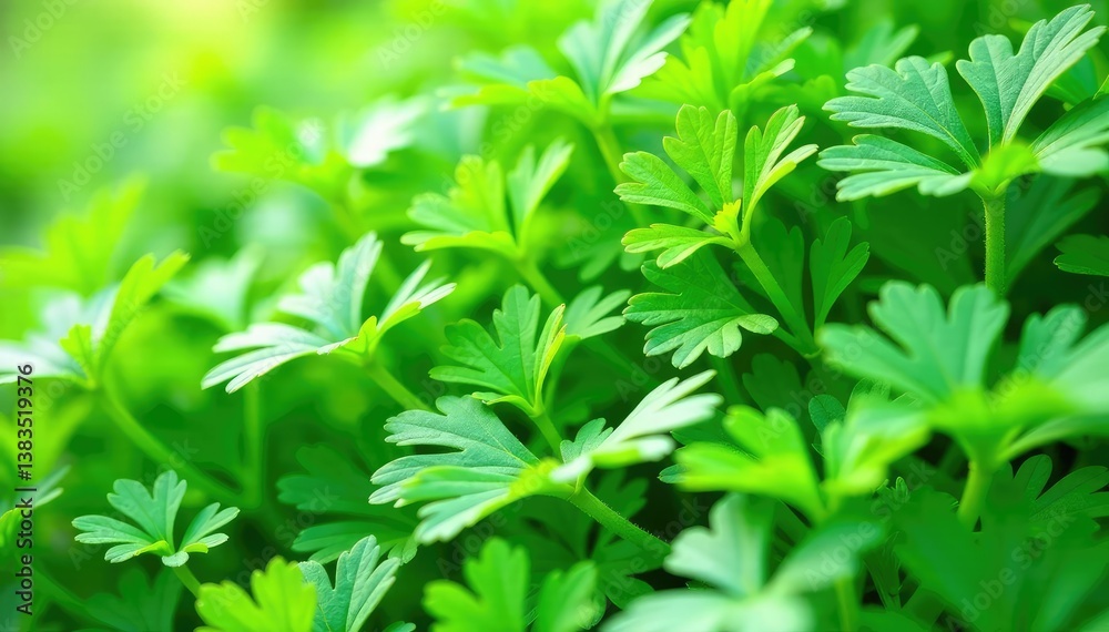 Parsley sprigs forming geometric pattern, natural light , botanical, elegant, shape Parsley sprigs forming geometric pattern, natural light , botanical, elegant, shape