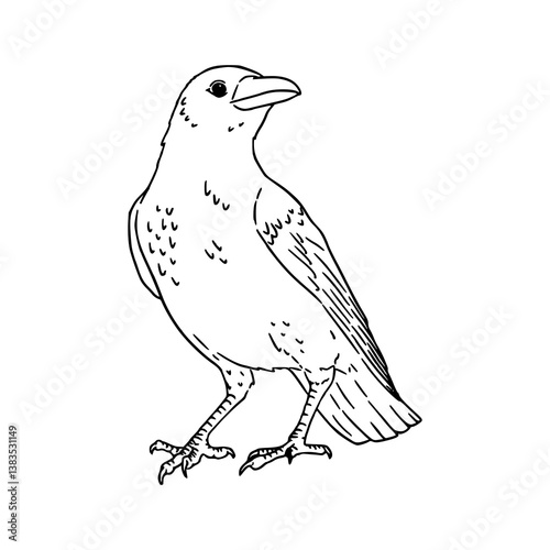 crow bird vector