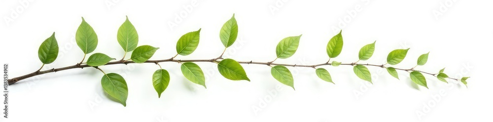 Fototapeta premium A few isolated branches with leaves on white background, foliage, isolated branches, forest elements