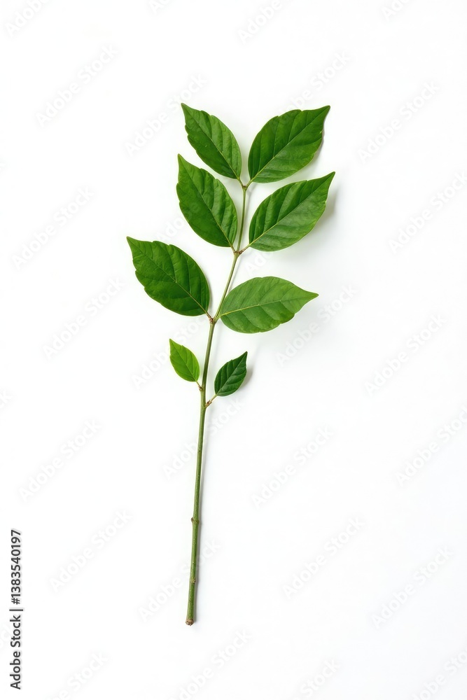 Long isolated branch on plain white background, forest, minimalist Long isolated branch on plain white background, forest, minimalist