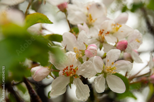 Lovely white apple blossoms and pink buds captured in shallow focus during a wet spring day. Showcasing the beauty of nature with a fresh green background, symbolizing rebirth and natural beauty.