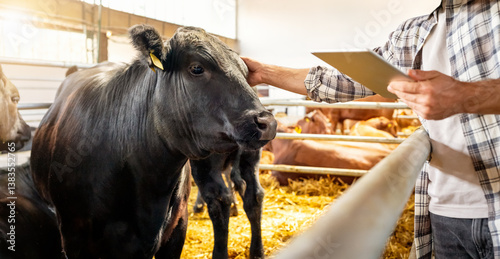 Livestock management with digital tablet in cow barn