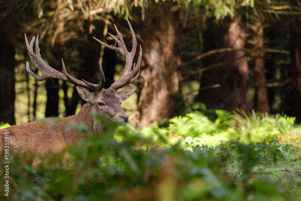 Naklejka premium Cerf avec bois majestueux, rois de la forêt