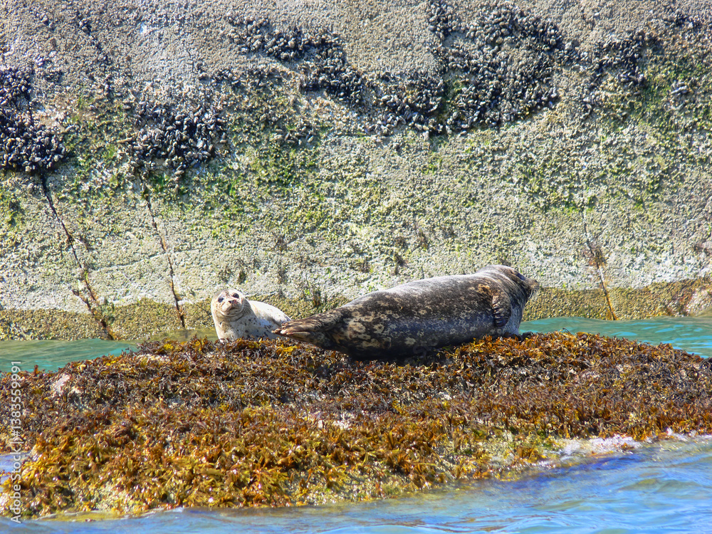 Fototapeta premium Seals on a rocky island off the Pacific coast of British Columbia, Canada