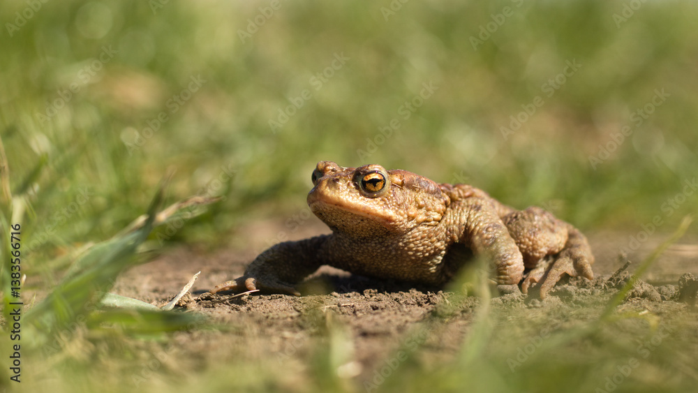 Frog in natural habitat. Frog, frog sitting on a lake at spring. lake frog. Frog in natural habitat. Frog, frog sitting on a lake at spring. lake frog.