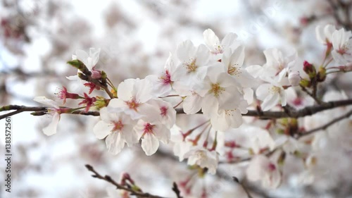 風に泳ぐ満開の桜　フィックス