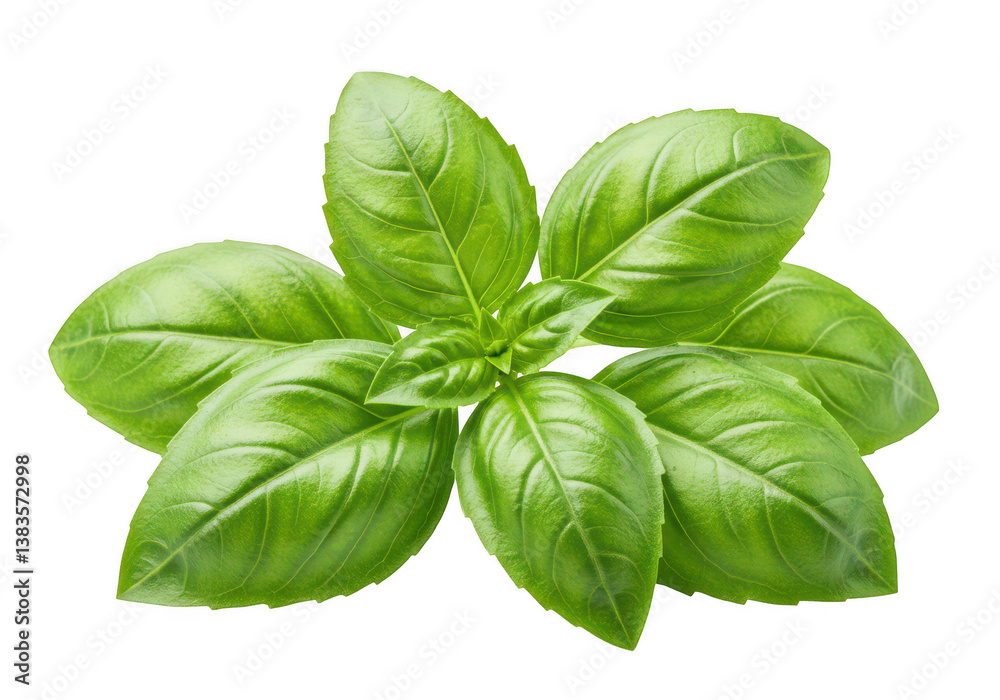 Close up of fresh basil leaves showing vibrant green color and detailed leaf veins on a white background Close up of fresh basil leaves showing vibrant green color and detailed leaf veins on a white background