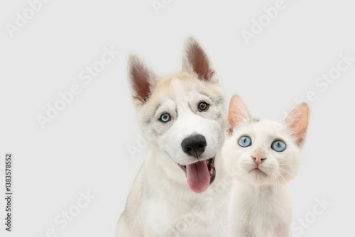 Banner two pets. Cat and puppy dog looking at camera with blue eyes. Isolated on white or grey background photo