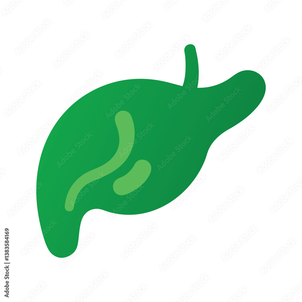Gallbladder vector art Gallbladder vector art