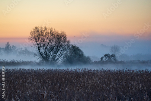 Wiosenny poranek ze słońcem i mgłami, Stawy Dojlidzkie, Podlasie