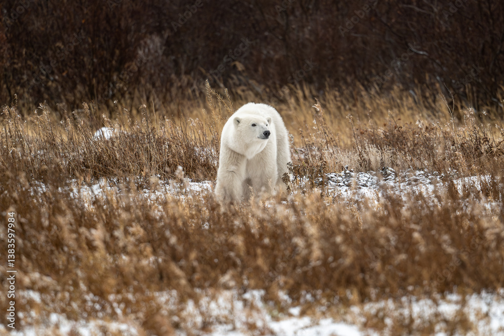 Polar bear walking through snow covered ground near Churchill