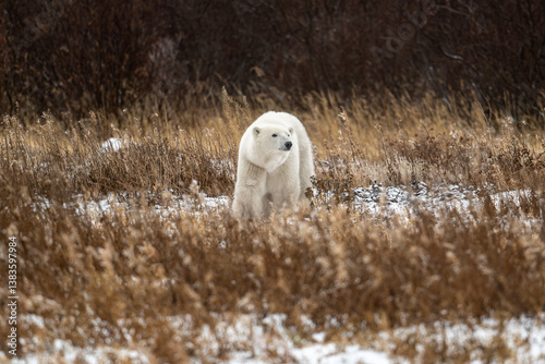 Obraz na płótnie Polar bear walking through snow covered ground near Churchill w salonie