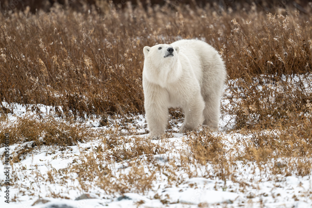 Polar bear walking through snow covered ground near Churchill