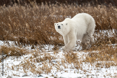 Polar bear walking through snow covered ground near Churchill