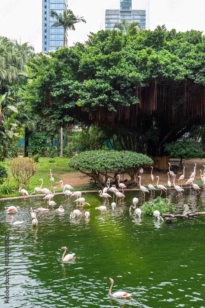 Flamingoes on the Bird Lake in Kowloon Park, Kowloon, Hong Kong, China
