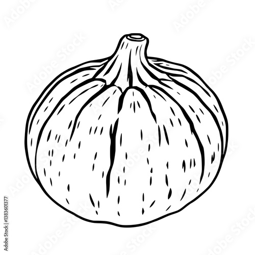 Detailed Line Drawing Of A Single Ripe Fig