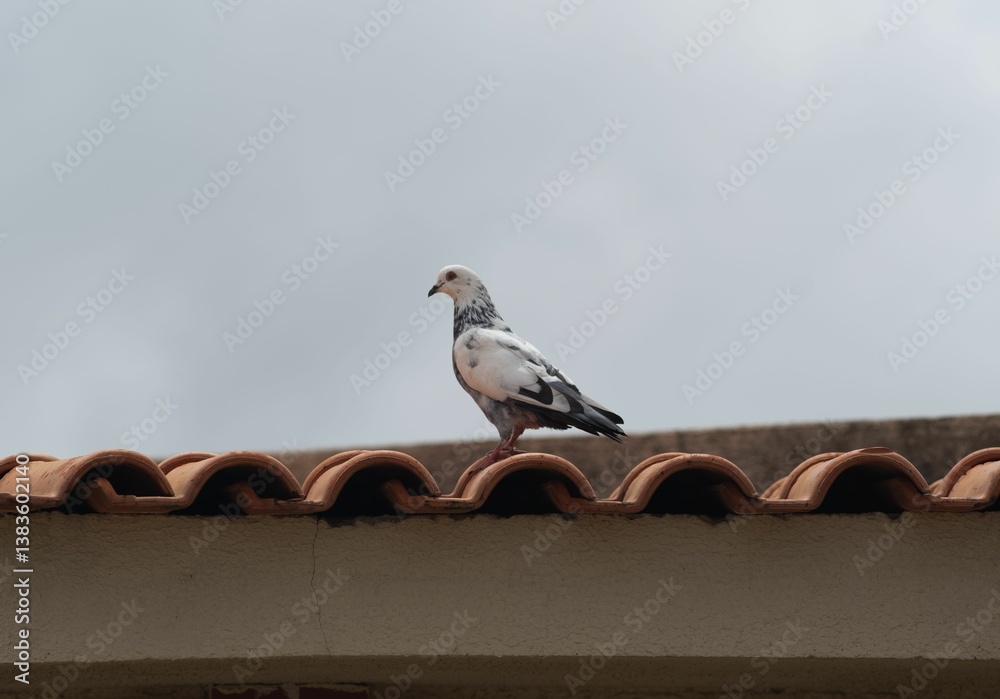 Fototapeta premium Pigeon on terracotta roof under overcast sky