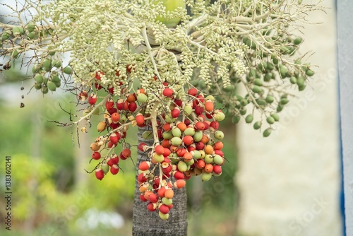 Fototapeta Naklejka Na Ścianę i Meble -  Colorful palm fruits on a tree