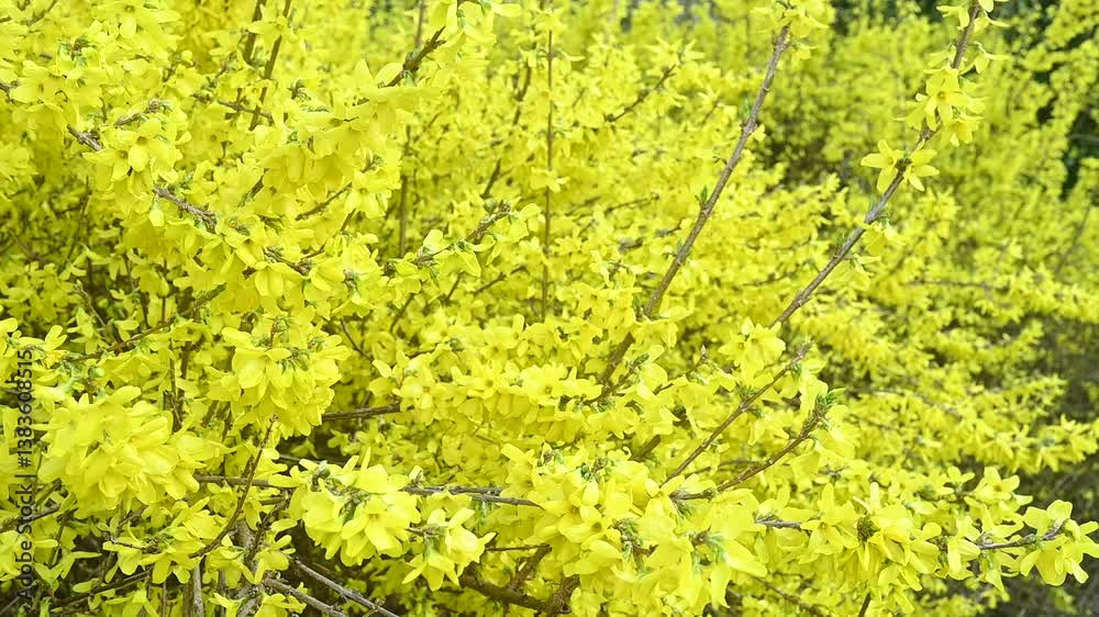 Spring flowers forsythia bush outdoors