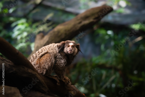 Common Marmoset on top of tee trunk