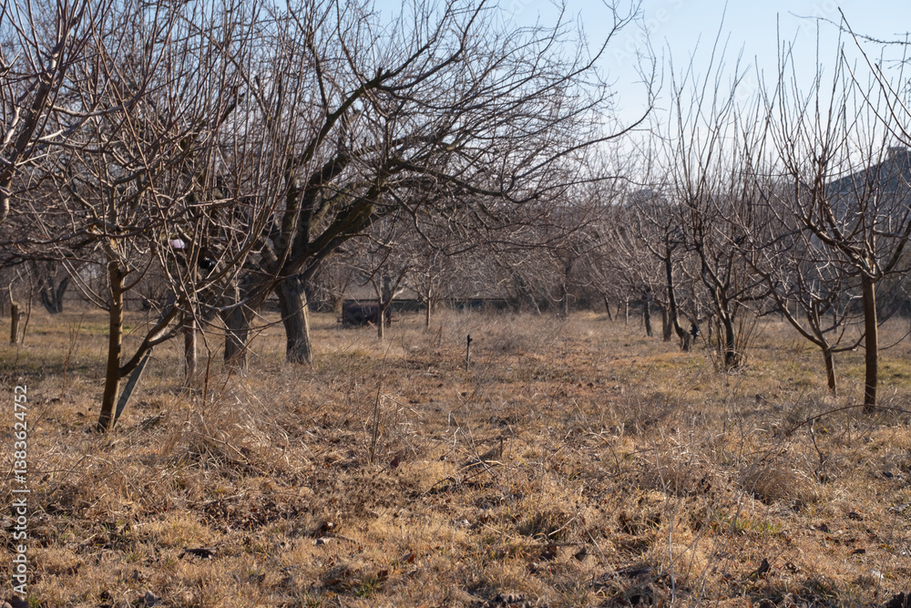A tranquil orchard with bare fruit trees during late winter or early spring. The leafless branches create intricate patterns against the sky, stillness before the growing season begins. A tranquil orchard with bare fruit trees during late winter or early spring. The leafless branches create intricate patterns against the sky, stillness before the growing season begins.