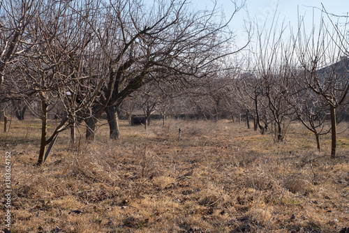 Fotografi A tranquil orchard with bare fruit trees during late winter or early spring