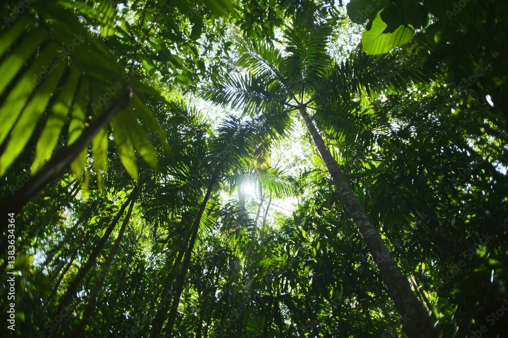 Lush rainforest canopy Lush rainforest canopy