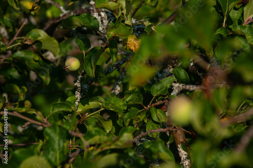 A close-up of green apples starting to ripen on a tree branch surrounded by lush leaves. Captured under natural sunlight, the scene depicts growth, nature, and the vibrant outdoors.