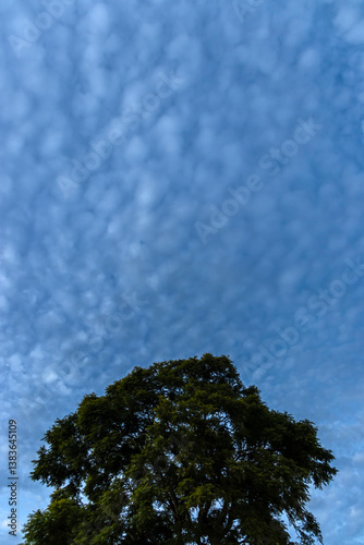 Tree against a sky filled with cirrocumulus clouds in Brazil. Nature is beauty in a serene landscape.