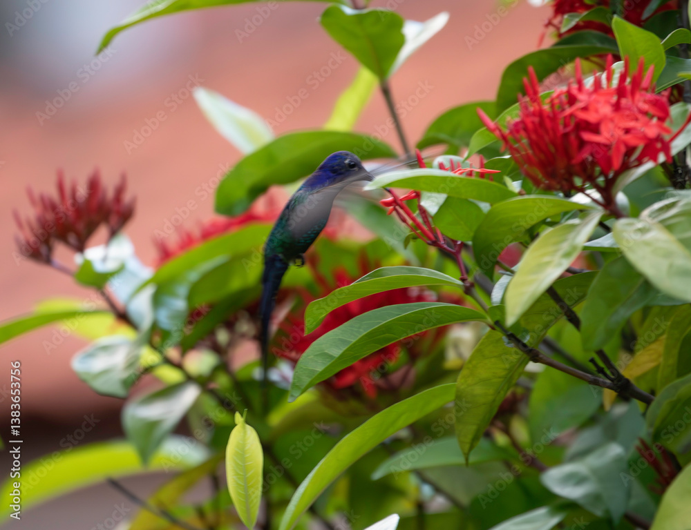 Obraz premium Green and blue hummingbird (Eupetomena macroura) extracting nectar from a red flower bush in a house garden