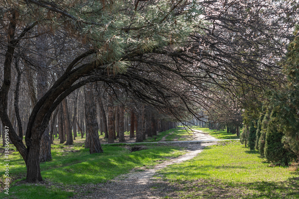 Naklejka premium Heavy branches of a blooming old apricot tree hang over the path in the park, then a pine forest, a row of thuja trees on the right, and a pine branch in the foreground.