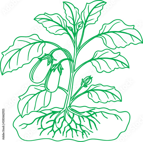 Vegetables plant antique engraving color illustration: Eggplant long
