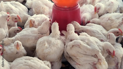 White chickens feeding near water dispenser in barn