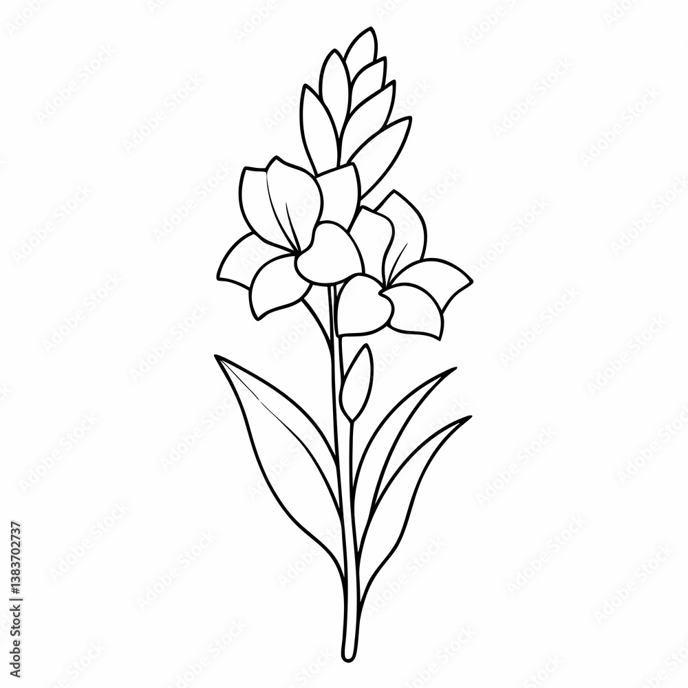 Obraz premium Gladiolus Flower Plant Outline Coloring Book Page